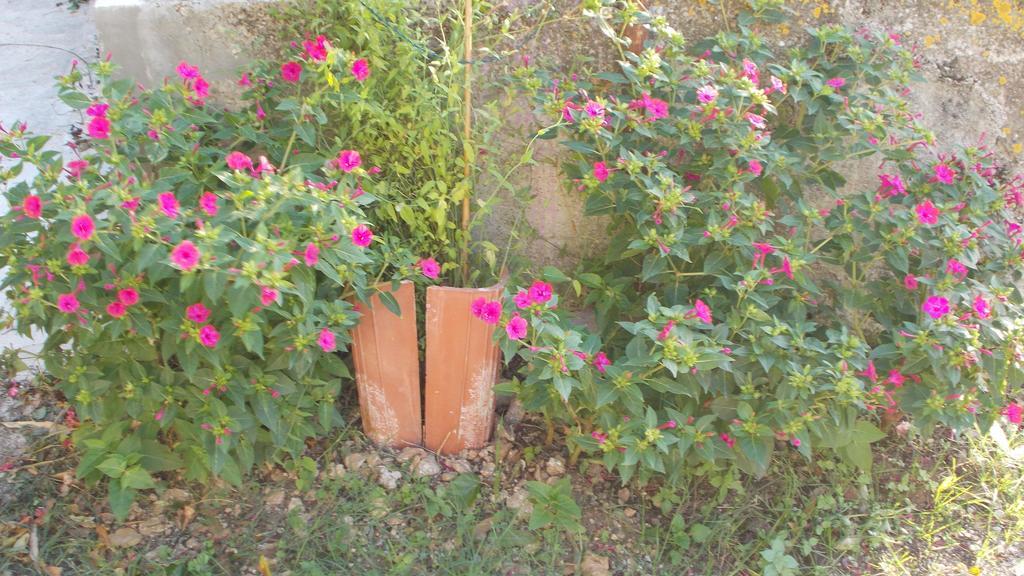 Guest House Accommodation Rupine 普莱曼图拉 外观 照片