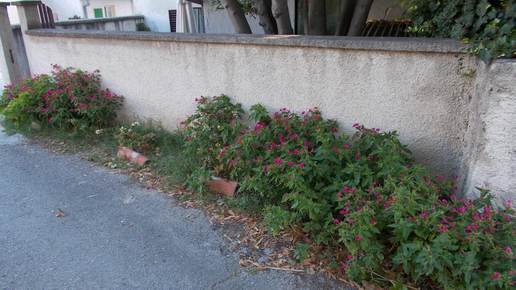 Guest House Accommodation Rupine 普莱曼图拉 外观 照片